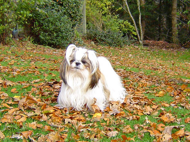 Cézarine du domaine des atlantes Le palais de bhagavan