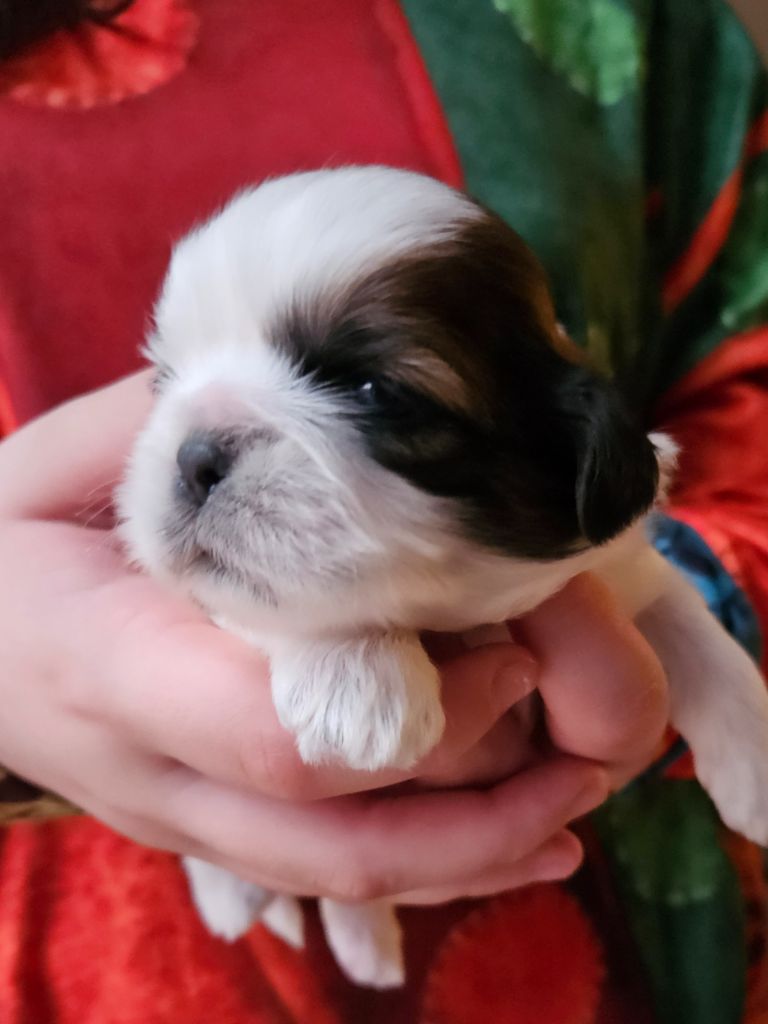 Le palais de bhagavan - Chiot disponible  - Shih Tzu