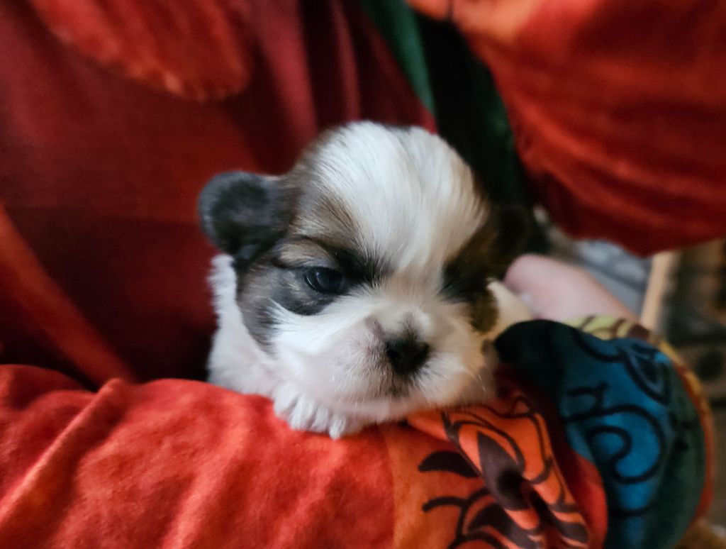 Le palais de bhagavan - Chiot disponible  - Shih Tzu