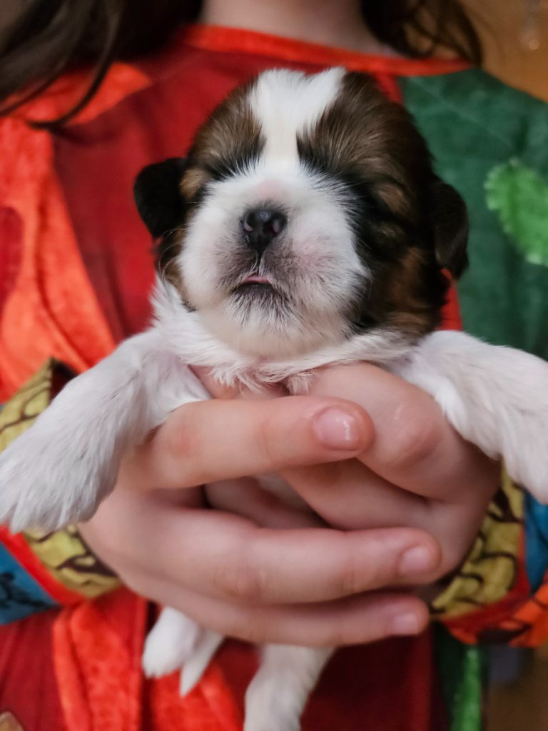 Le palais de bhagavan - Chiot disponible  - Shih Tzu