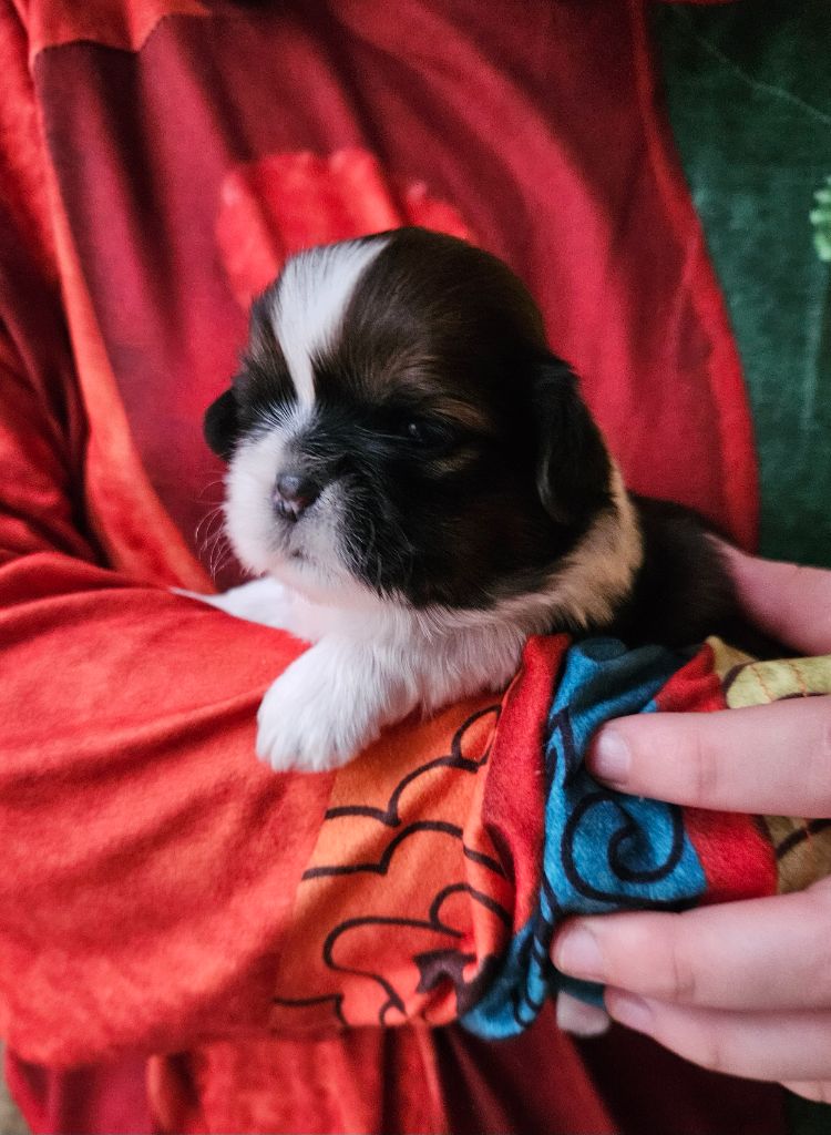 Le palais de bhagavan - Chiot disponible  - Shih Tzu