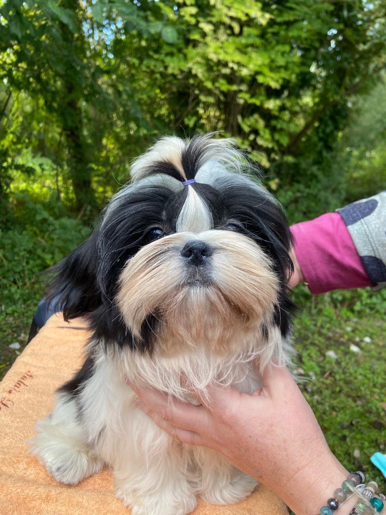 Le palais de bhagavan - Chiot disponible  - Shih Tzu