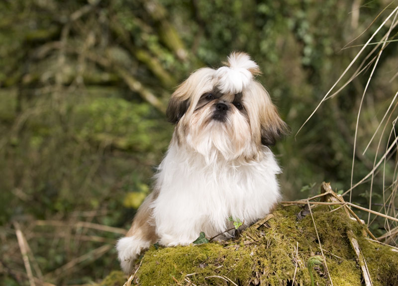 Cézarine du domaine des atlantes Le palais de bhagavan
