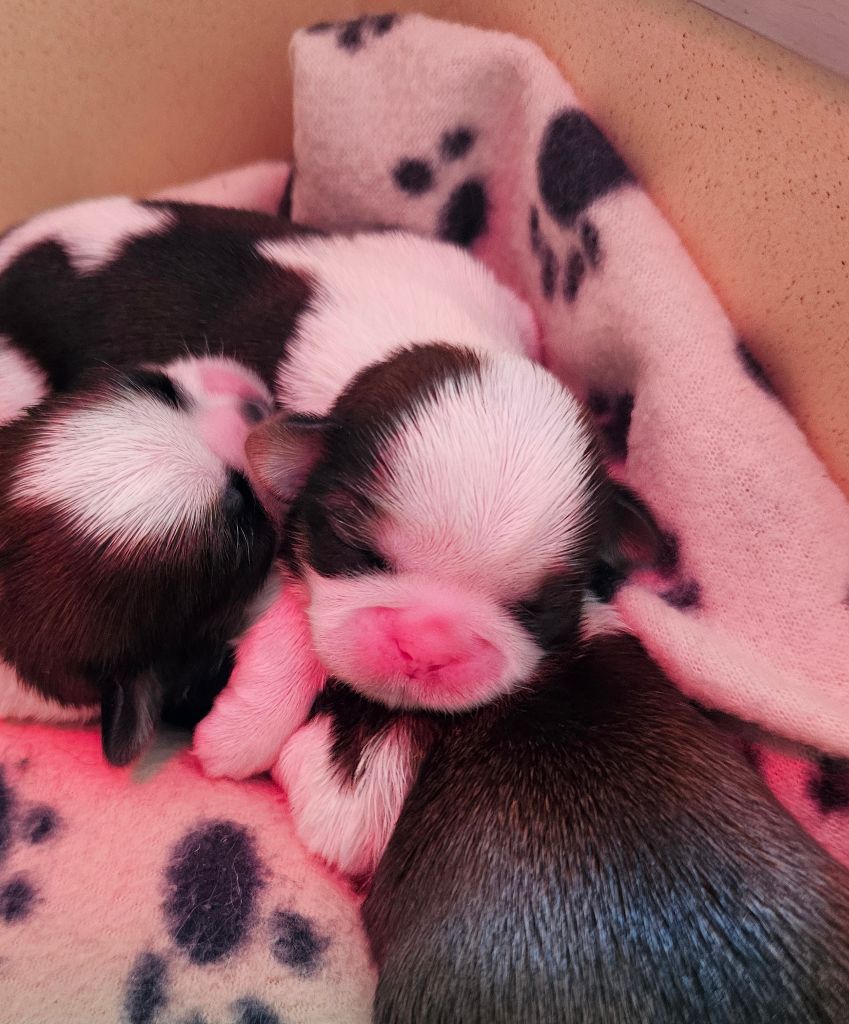 Le palais de bhagavan - Chiots disponibles - Shih Tzu