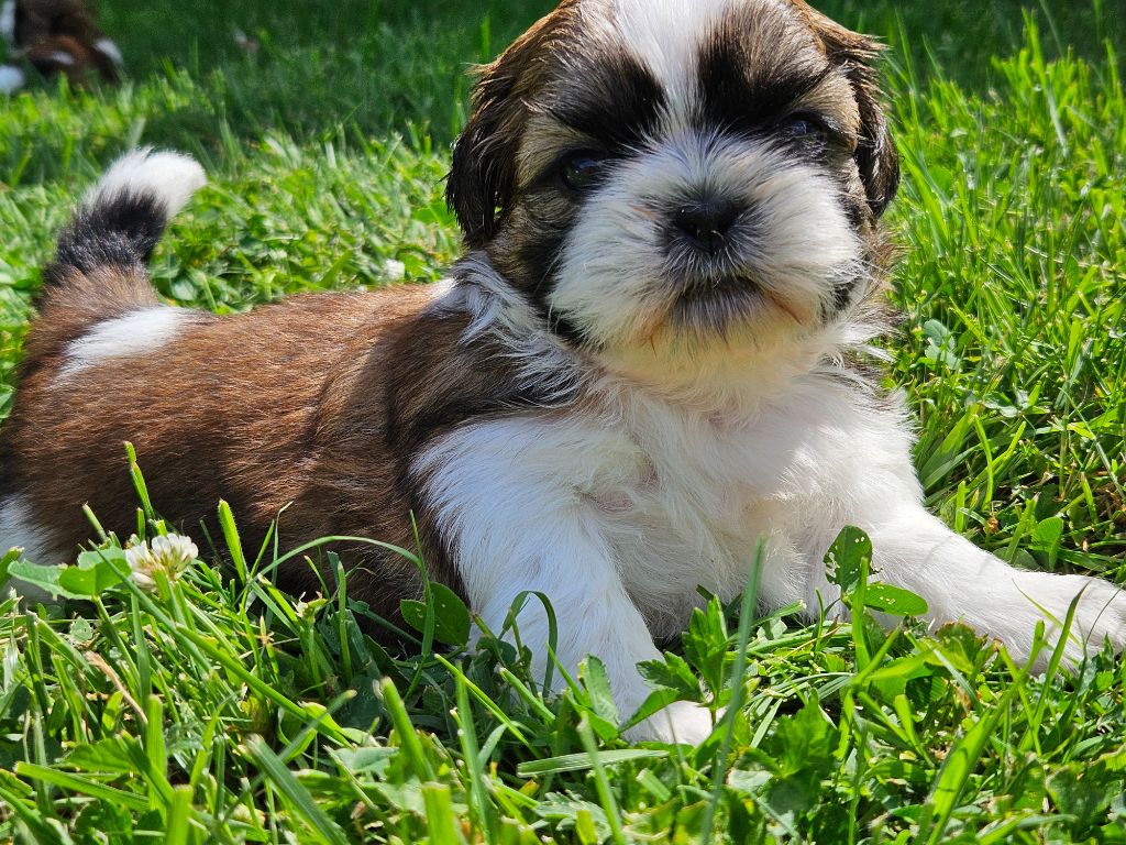 Le palais de bhagavan - Chiots disponibles - Shih Tzu