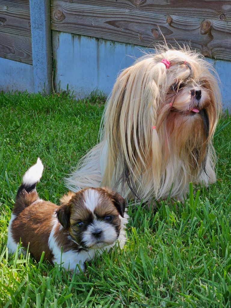 Le palais de bhagavan - Chiots disponibles - Shih Tzu
